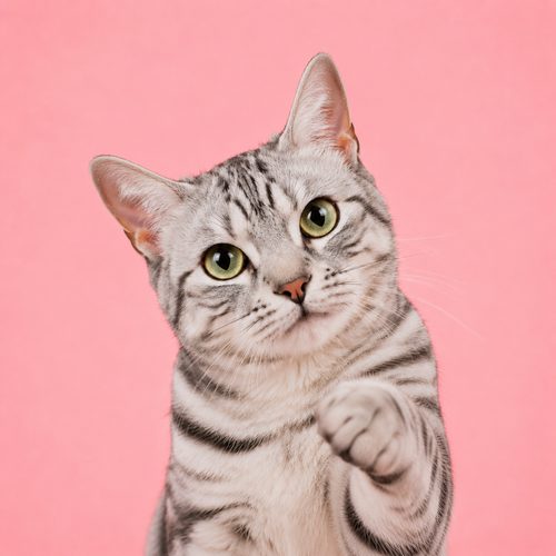 Produtos para gatos
